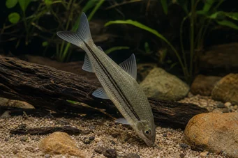 Anostomus plicatus Anostomus klar an drei Punkten klar