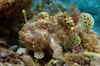 Antennarius maculatus Fischrapaud, Fischer oder Antennen