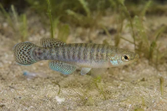Aphanius dispar Aphanius verschwindet