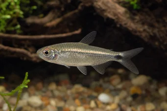 Aphyocharax alburnus (Alburnus)