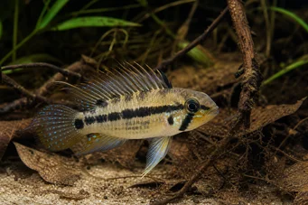 Apistogramma trifasciatum Drei -Linie Zwerg Cichlid