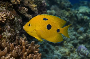 Apolemichthys trimaculatus Tritachery -Fisch