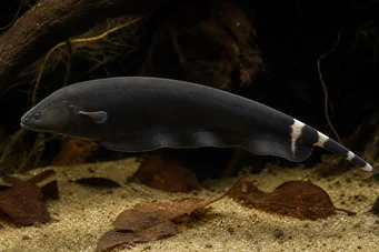Apteronotus albifrons Amerikanischer Putschfisch - auch Black Pha genannt
