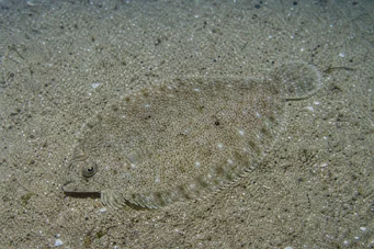 Arnoglossus laterna