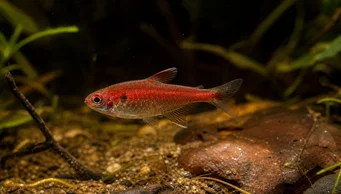 Axelrodia riesei Rote Grieß Tetra
