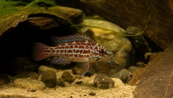 Badis assamensis (Chamäleon -Fisch)