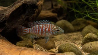 Badis badis Chamäleon -Fisch
