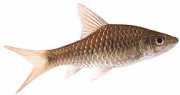 Barbus dorsalis Bärtige Dorsalis