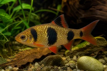 Barbus everetti (Clown bärtig)