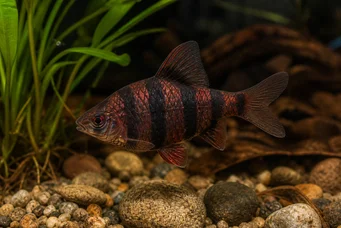 Barbus nigrofasciatus (Bärtig)