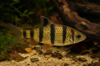 Barbus pentazona johorensis (Fünf -Band -Bart)