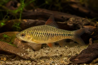Barbus roloffi (Roloffi bärtig)