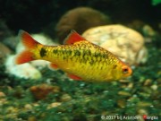 Barbus schuberti Schuberti bärtig