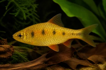 Barbus semifasciolatus (Messing bärtig)