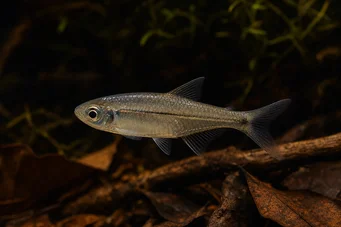 Bathyaethiops breuseghemi (Afrikanischer Tetra-Monon)