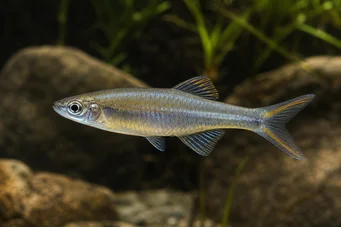 Bedotia geayi Madagaskar Regenbogen