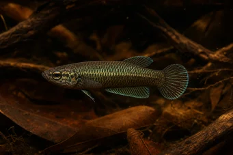 Betta bellica Kämpfer