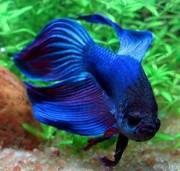 Betta splendens crownmoo... Kämpfer