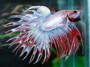 Betta splendens crowntai... Crowntail -Kämpfer