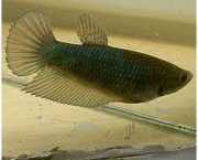 Betta splendens queue de... Kampf