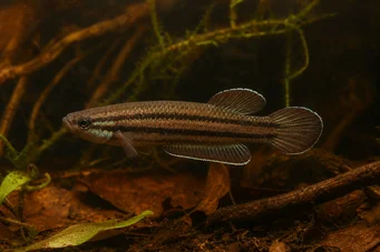 Betta trifasciata (Kämpfer)