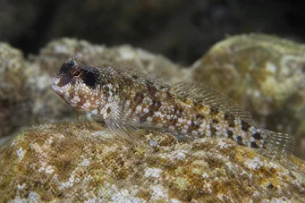 Blennius nigriceps Schwarz -haart