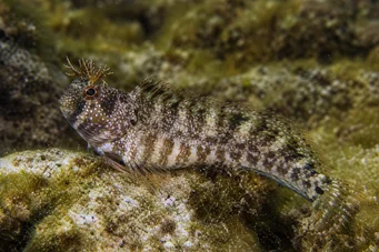 Blennius tentacularis