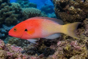 Bodianus axillaris (Tamarinde)