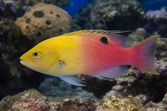 Bodianus pulchellus (Cossyphe de Cuba)