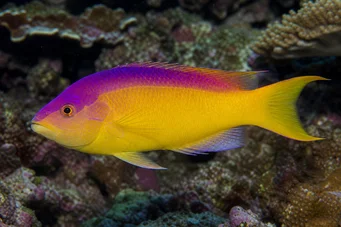 Bodianus rufus (Spanisch Labre)