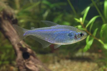 Boehlkea fredcochui (Pérou Bleu Tetra)