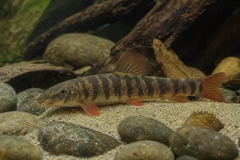 Botia rubripinnis (Grüne Loch)