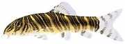 Botia striata Loche gestreift