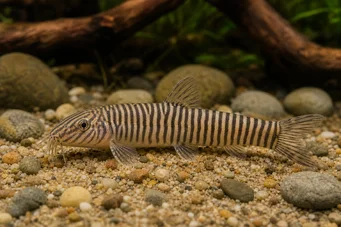 Botia striata
