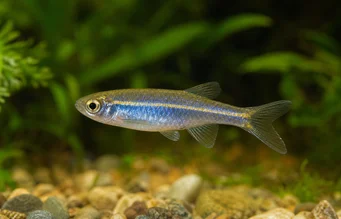Brachydanio kerri (Danio Kerri)