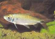 Brycinus affinis Brycinus Red Plume