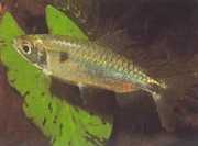 Brycinus schoutedeni Brycinus mit großer Waa...