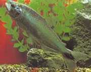 Brycon cephalus Südamerikanische Forell...