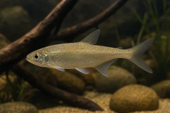 Bryconaethiops boulengeri (Tetra -Ausrufezeichen)