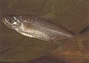 Bryconaethiops macrops Tetra große maskierte A...