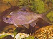 Bryconaethiops microstom... Kleine Mundtetrament