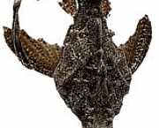 Bunocephalus kneri Banjo -Fisch