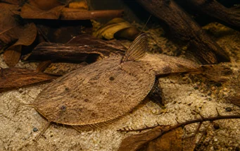 Bunocephalus kneri (Banjo -Fisch)