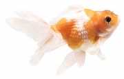 Carassius auratus perle Perle
