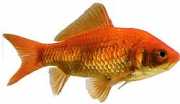 Carassius auratus rouge Goldfisch