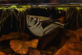 Carnegiella marthae Schwarze Flügelflügelfische