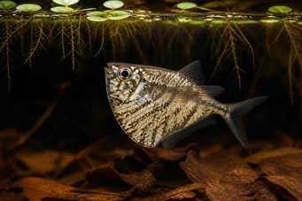 Carnegiella strigata strigata (Marmoriert)