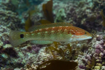 Centrolabus melops (Gemeinsamer Crenilabre)