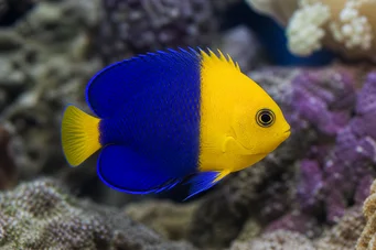 Centropyge bicolor Zwei -tone