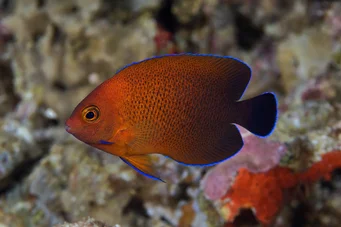 Centropyge ferrugatus (Rost -Zwerggel)